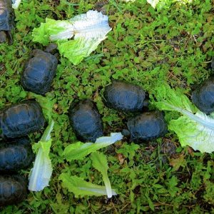 ALDABRA BREEDER