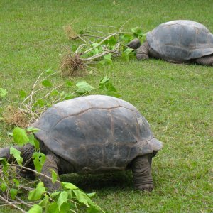 ALDABRA BREEDER