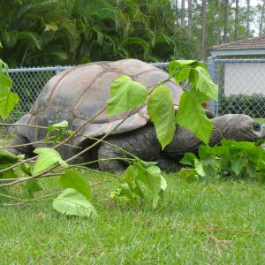 ALDABRA BREEDER