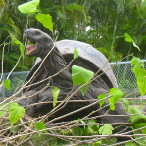 ALDABRA BREEDER