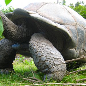 ALDABRA BREEDER