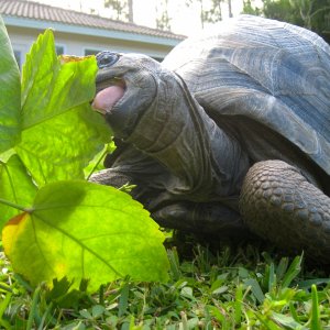 ALDABRA BREEDER