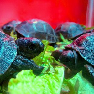 ALDABRA BREEDER