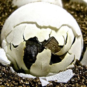 ALDABRA BREEDER