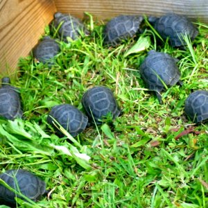 ALDABRA BREEDER