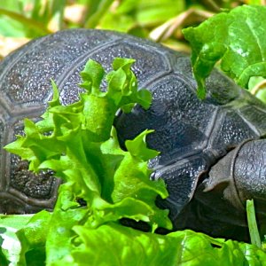 ALDABRA BREEDER