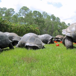 ALDABRA BREEDER