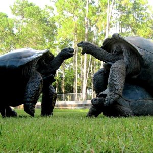 ALDABRA BREEDER