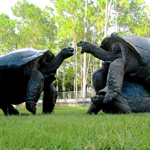 ALDABRA BREEDER