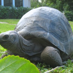 ALDABRA BREEDER