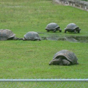 ALDABRA BREEDER