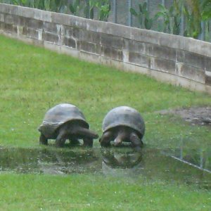 ALDABRA BREEDER