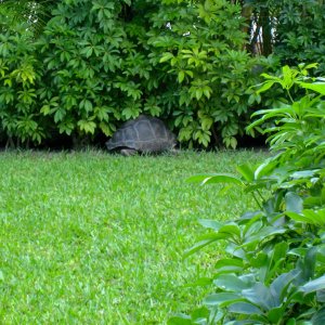 ALDABRA BREEDER