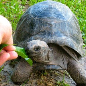 ALDABRA BREEDER