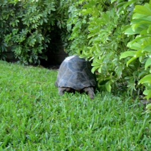 ALDABRA BREEDER