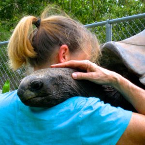 ALDABRA BREEDER