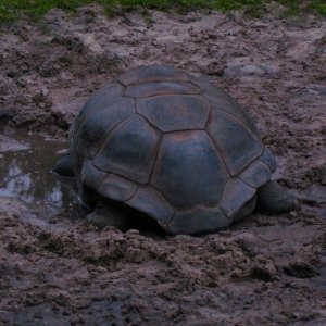 ALDABRA BREEDER