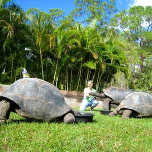 ALDABRA BREEDER