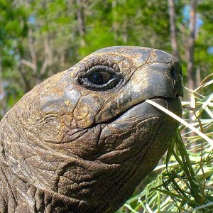 ALDABRA BREEDER