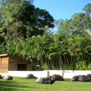 ALDABRA BREEDER