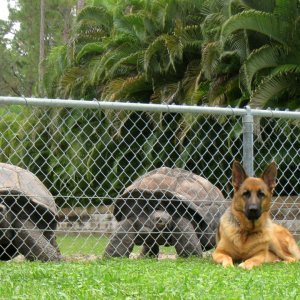 ALDABRA BREEDER