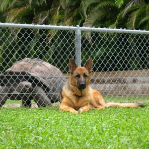 ALDABRA BREEDER