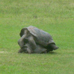 ALDABRA BREEDER