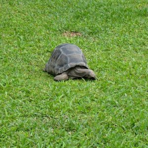 ALDABRA BREEDER