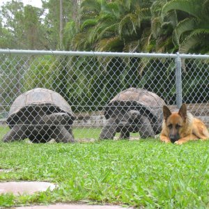 ALDABRA BREEDER