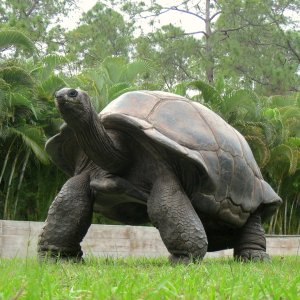 ALDABRA BREEDER