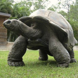 ALDABRA BREEDER