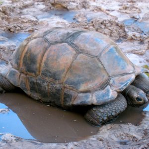ALDABRA BREEDER