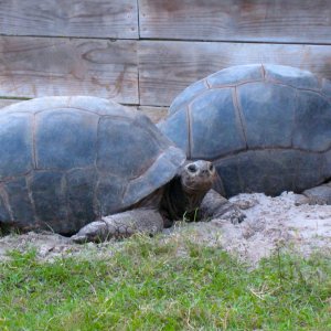 ALDABRA BREEDER
