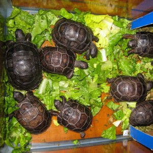 ALDABRA BREEDER