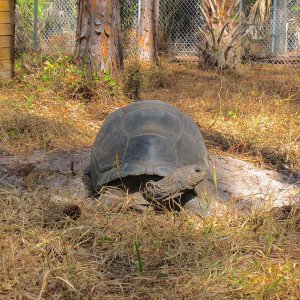 ALDABRA BREEDER