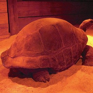 ALDABRA BREEDER