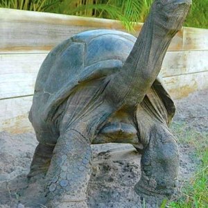 ALDABRA BREEDER