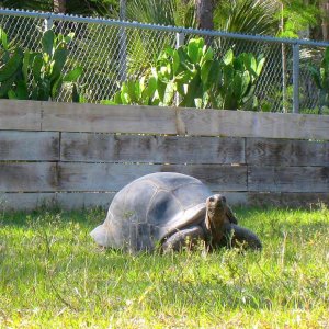 ALDABRA BREEDER
