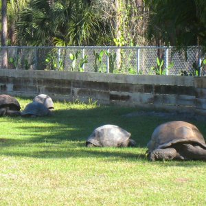 ALDABRA BREEDER