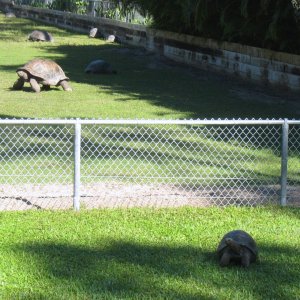 ALDABRA BREEDER