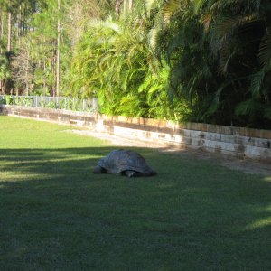 ALDABRA BREEDER