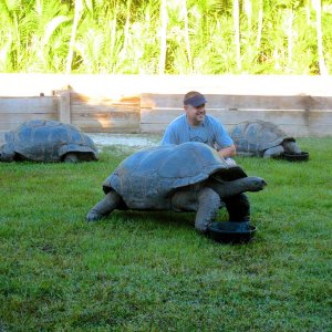 ALDABRA BREEDER