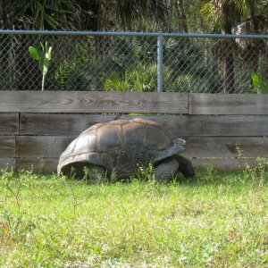 ALDABRA BREEDER