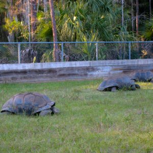 ALDABRA BREEDER
