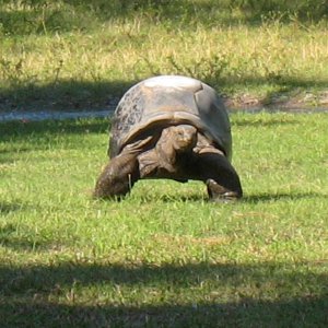 ALDABRA BREEDER