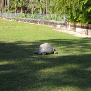 ALDABRA BREEDER