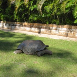 ALDABRA BREEDER