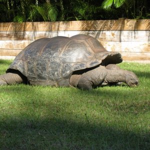 ALDABRA BREEDER