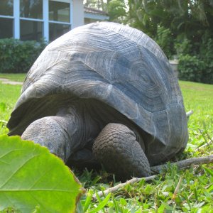 ALDABRA BREEDER