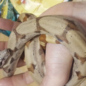 Male red tail hypo